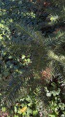 Cunninghamia lanceolata