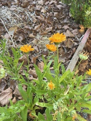 Calendula officinalis