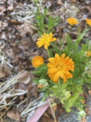 Calendula officinalis