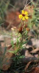 Helenium elegans