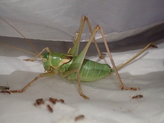 Pediodectes haldemanii