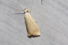 Calamotropha delatalis