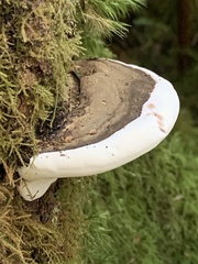 Fomitopsis ochracea