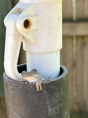 Hyla chrysoscelis