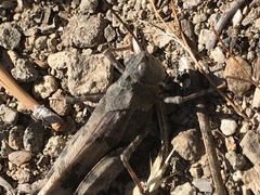 Trimerotropini