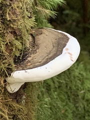 Fomitopsis ochracea