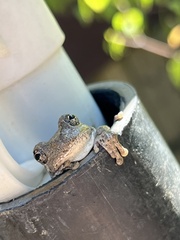 Hyla chrysoscelis
