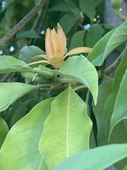 Magnolia champaca