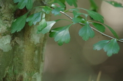 Crataegus spathulata