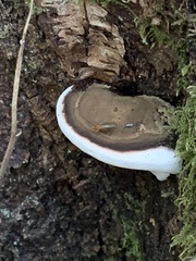 Fomitopsis ochracea