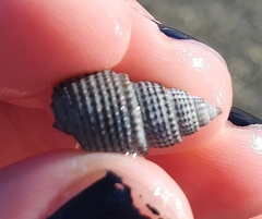 Ilyanassa trivittata