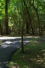 Crataegus spathulata