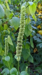 Agastache nepetoides