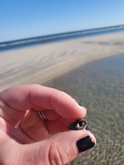 Ilyanassa trivittata