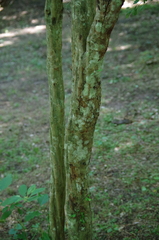 Crataegus spathulata