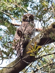 Ninox strenua