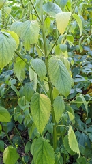 Agastache nepetoides