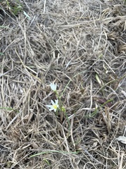 Nothoscordum
