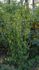 Agastache nepetoides