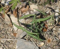 Passiflora tenuiloba