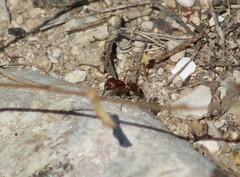 Pogonomyrmex barbatus