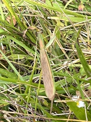 Tenodera sinensis