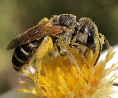 Odontalictus
