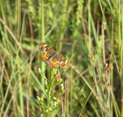 Phyciodes pulchella