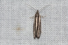 Leptosaces schistopa