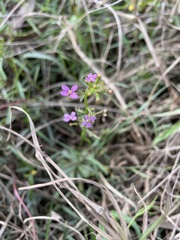 Stylidium debile