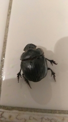 Dichotomius carolinus