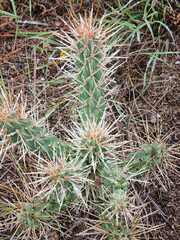 Cylindropuntia