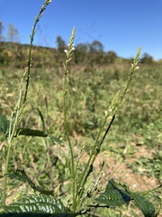 Verbena urticifolia