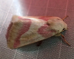 Schinia regina