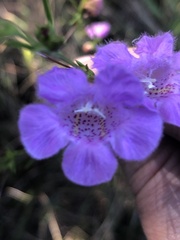 Agalinis fasciculata