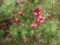 Leptecophylla divaricata