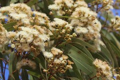 Corymbia nesophila