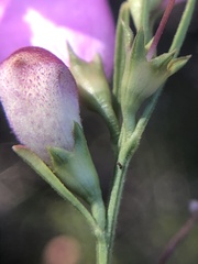 Agalinis fasciculata