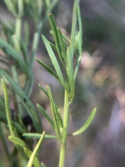 Agalinis fasciculata