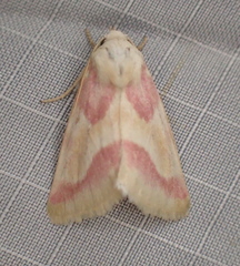 Schinia regina