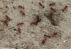 Pogonomyrmex barbatus