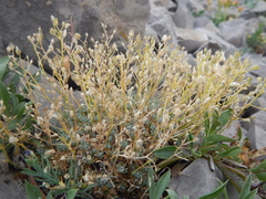 Draba oligosperma