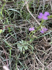 Stylidium debile