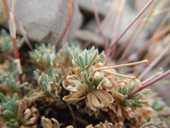Draba oligosperma