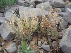 Draba oligosperma