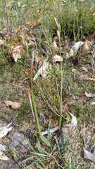 Thelymitra
