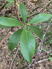 Rhododendron macrophyllum