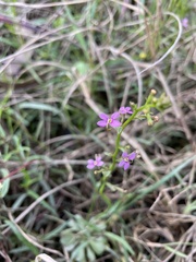 Stylidium debile