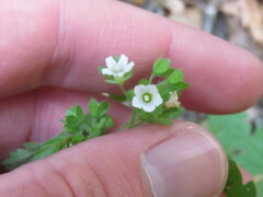 Eucrypta chrysanthemifolia