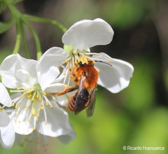 Cadeguala occidentalis